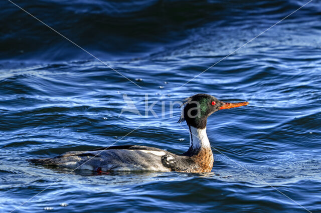 Red-brested Merganser (Mergus serrator)