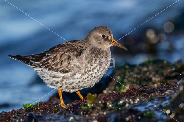 Paarse Strandloper (Calidris maritima)