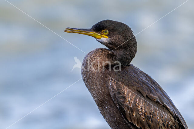 Kuifaalscholver (Phalacrocorax aristotelis)