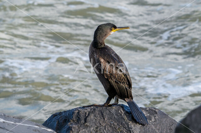 Kuifaalscholver (Phalacrocorax aristotelis)