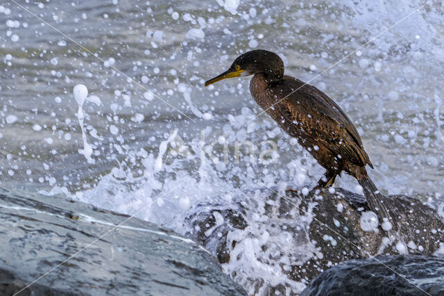 Kuifaalscholver (Phalacrocorax aristotelis)