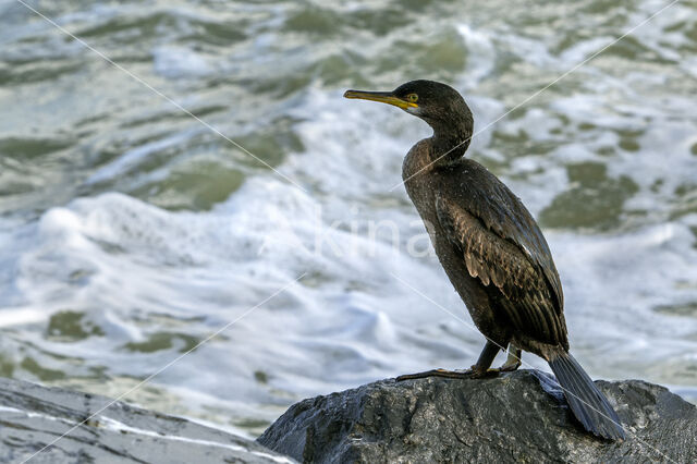 Kuifaalscholver (Phalacrocorax aristotelis)