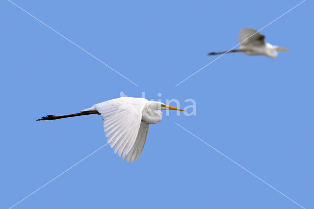 Grote Zilverreiger (Ardea alba)