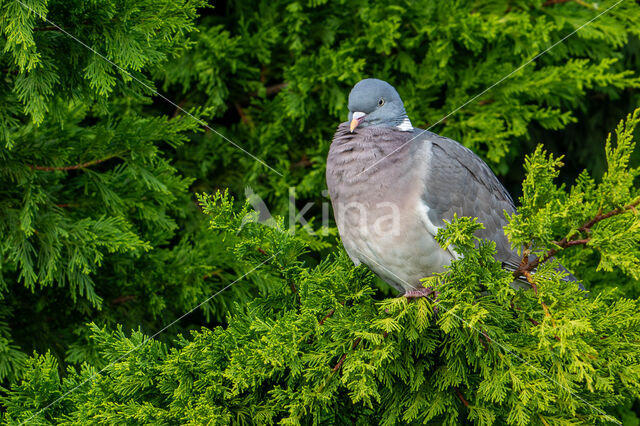 Houtduif (Columba palumbus)