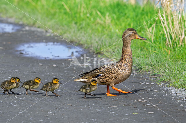 Mallard