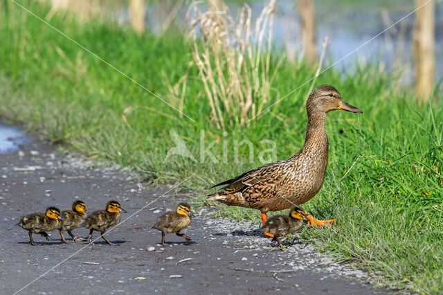 Wilde Eend (Anas platyrhynchos)