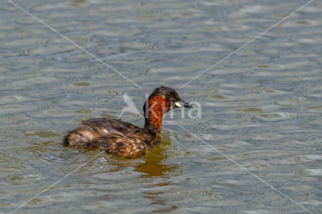 Podiceps ruficollis