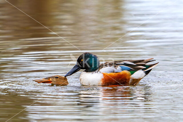 Northern Shoveler (Anas clypeata)