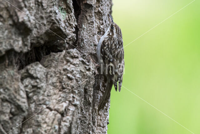 Short-toed Tree Creeper (Certhia brachydactyla)