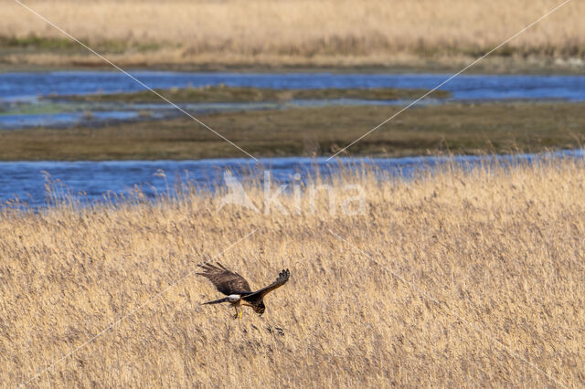 Northern Harrier