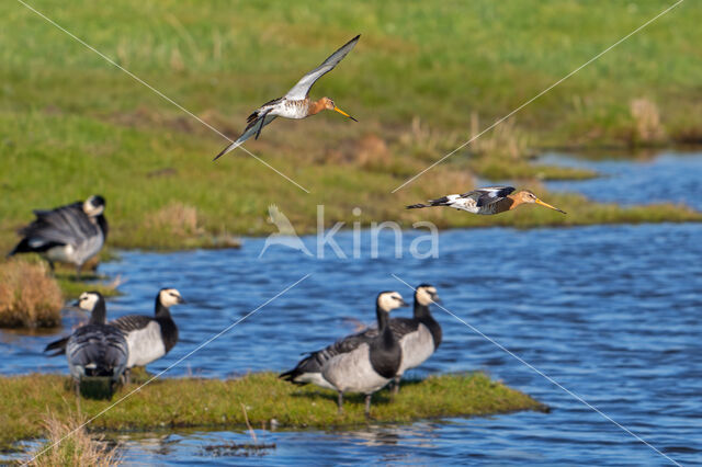 Grutto (Limosa limosa)