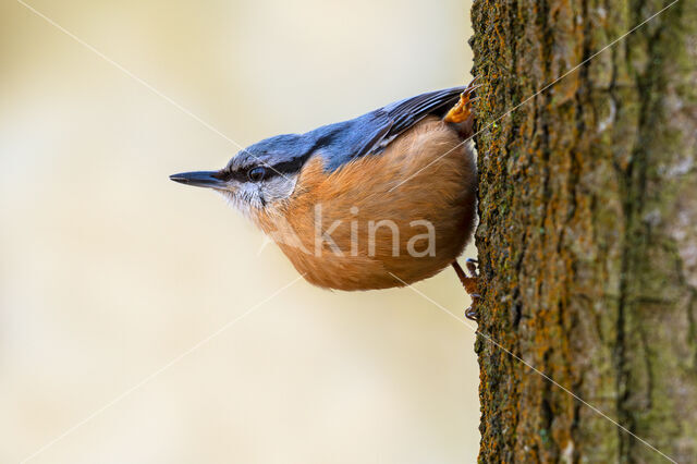 Europese Boomklever (Sitta europaea)