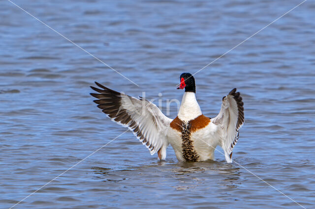 Shelduck (Tadorna tadorna)