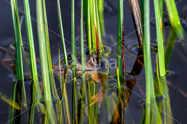 Common Frog (Rana temporaria)