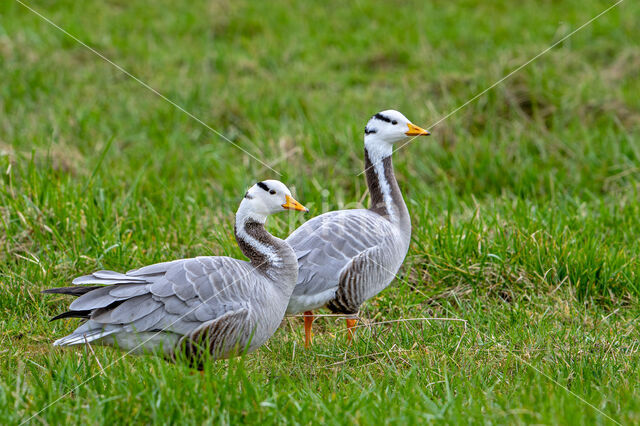 Bar-headed Goose (Anser indicus)