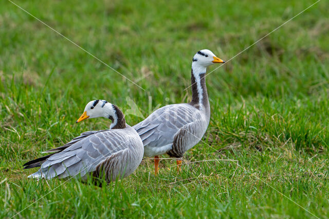 Bar-headed Goose (Anser indicus)