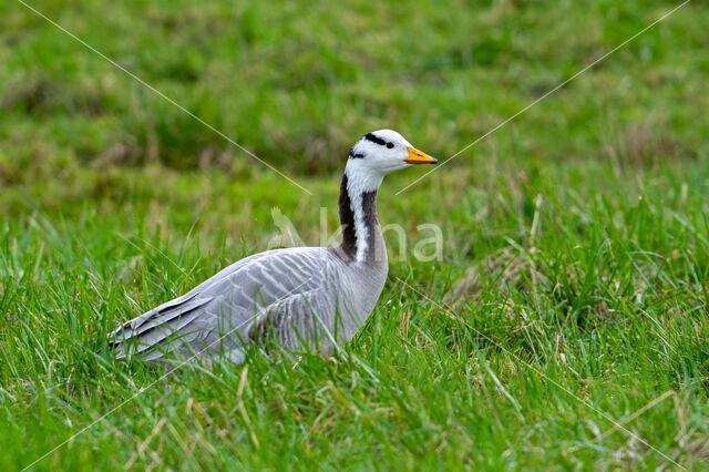 Bar-headed Goose (Anser indicus)