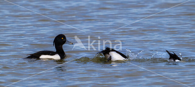 Tufted Duck (Aythya fuligula)