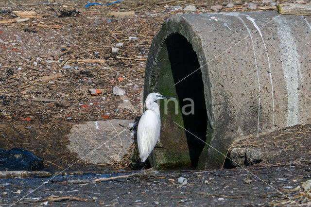 Kleine Zilverreiger (Egretta garzetta)