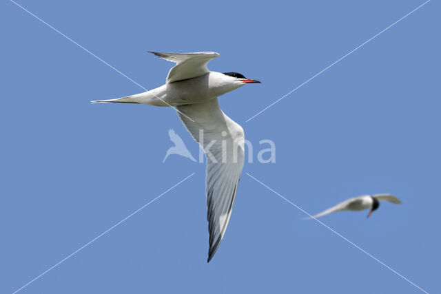 Common Tern (Sterna hirundo)