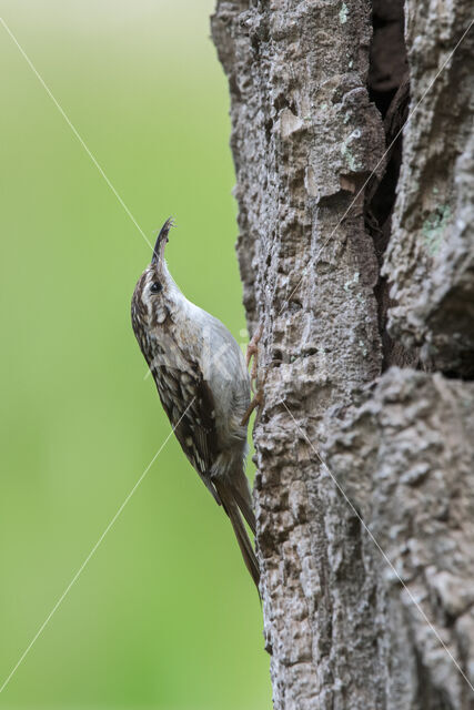 Short-toed Tree Creeper (Certhia brachydactyla)