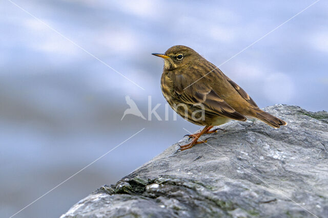 Oeverpieper (Anthus petrosus)