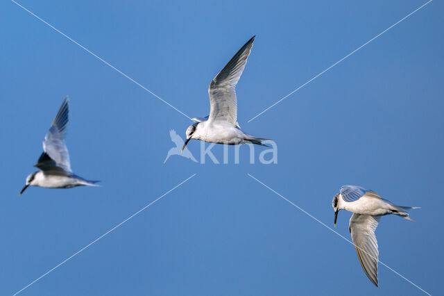 Sandwich Tern (Sterna sandvicensis)