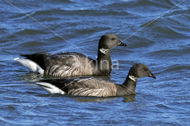 Rotgans (Branta bernicla)