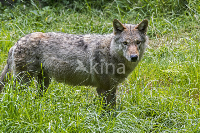 Europese wolf (Canis lupus lupus)