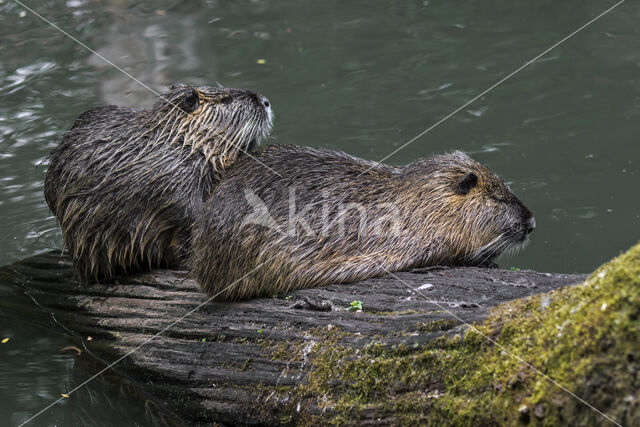 Beverrat (Myocastor coypus)