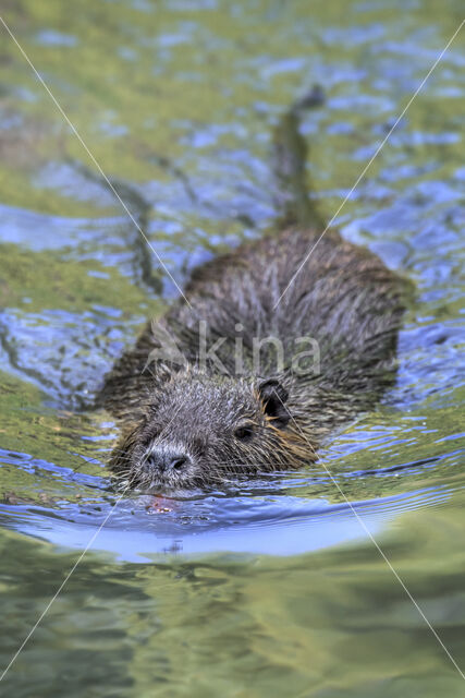 Beverrat (Myocastor coypus)