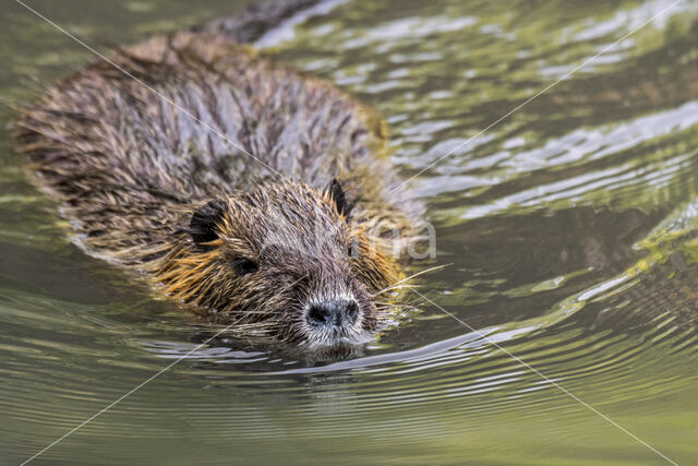 Coypu (Myocastor coypus)