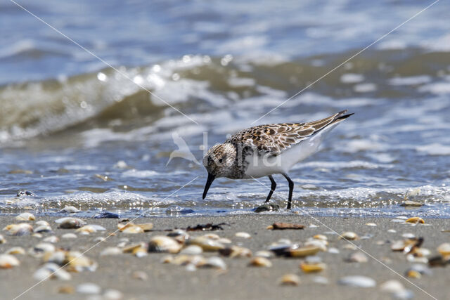 Drieteenstrandloper (Calidris alba)