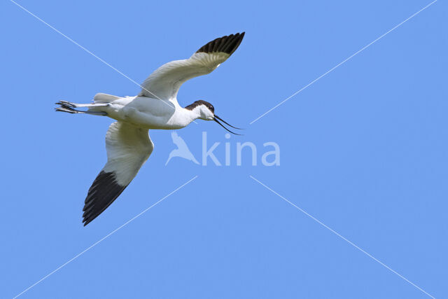 Pied Avocet (Recurvirostra avosetta)