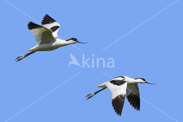 Pied Avocet (Recurvirostra avosetta)