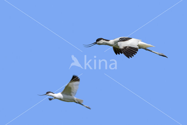 Pied Avocet (Recurvirostra avosetta)