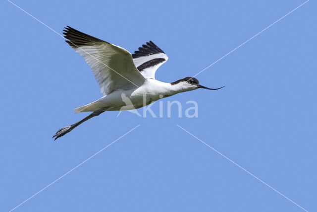 Pied Avocet (Recurvirostra avosetta)