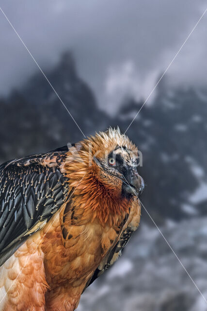 Vulture