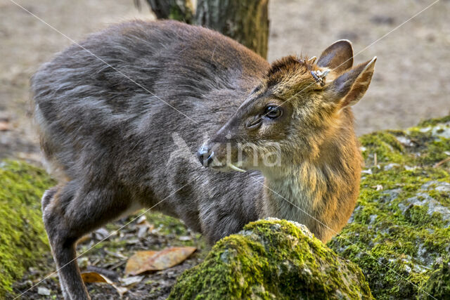 Muntjak (Muntiacus reevesi)