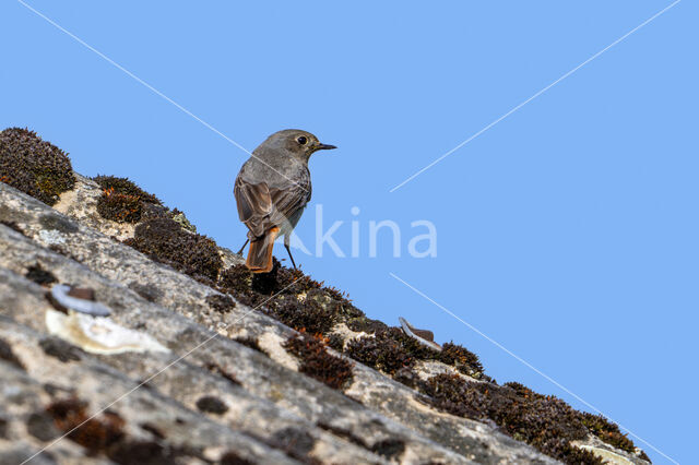 Black Redstart (Phoenicurus ochruros)