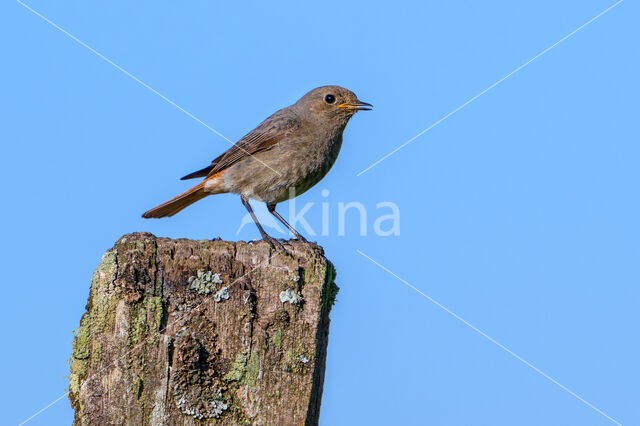 Black Redstart (Phoenicurus ochruros)