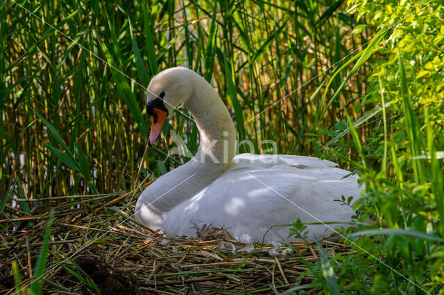 Knobbelzwaan (Cygnus olor)