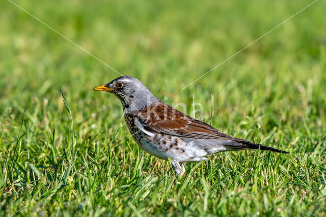 Fieldfare (Turdus pilaris)