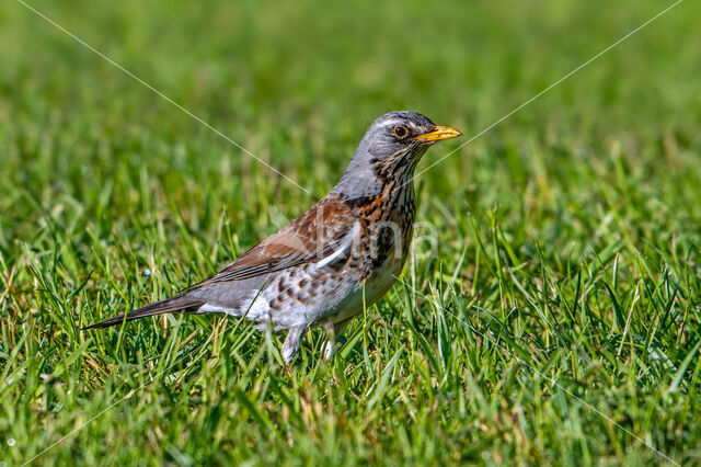 Fieldfare (Turdus pilaris)