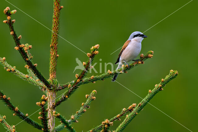 Grauwe Klauwier (Lanius collurio)