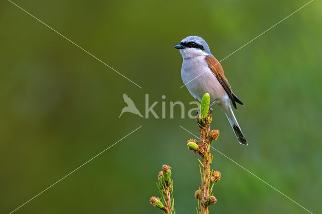 Grauwe Klauwier (Lanius collurio)