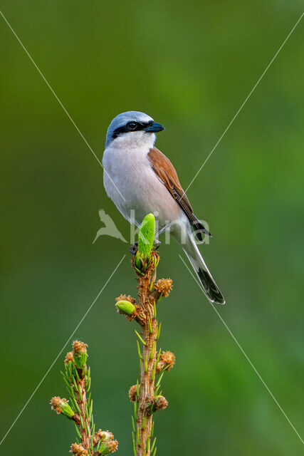 Grauwe Klauwier (Lanius collurio)