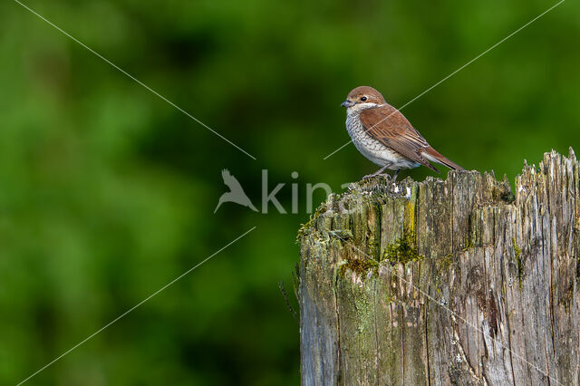 Grauwe Klauwier (Lanius collurio)