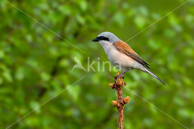 Grauwe Klauwier (Lanius collurio)