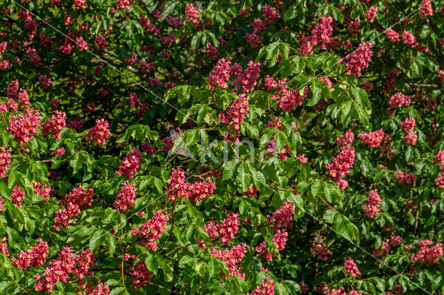 Rode paardenkastanje (Aesculus carnea)